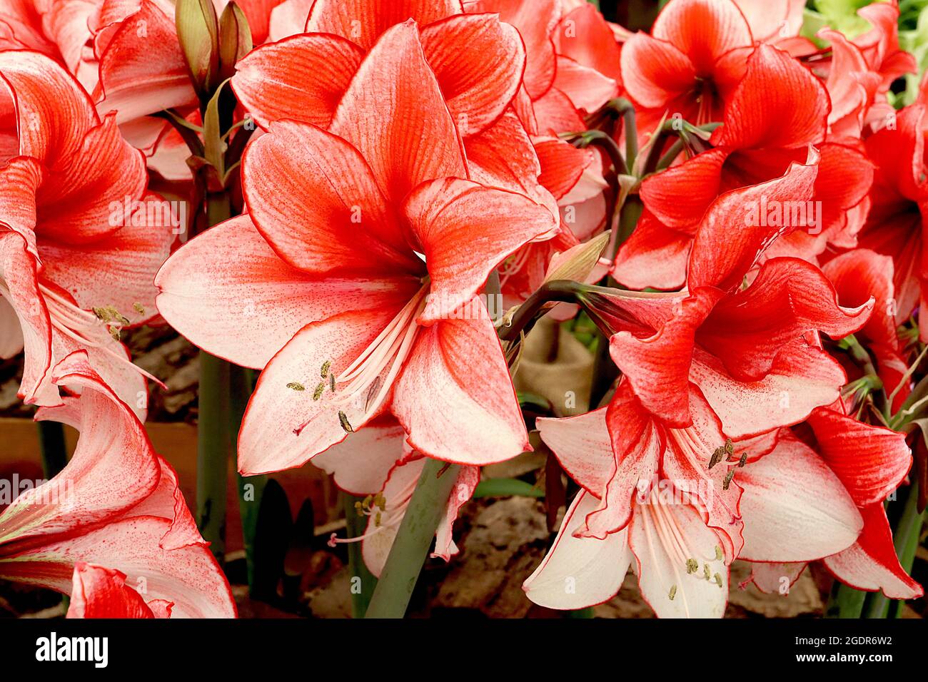 Hippeastrum ‘Charisma’ Amaryllis Charisma – große, trompetenförmige, weiße Blüten mit rot-orangen Flushes und roten Rändern, Juli, England, Großbritannien Stockfoto
