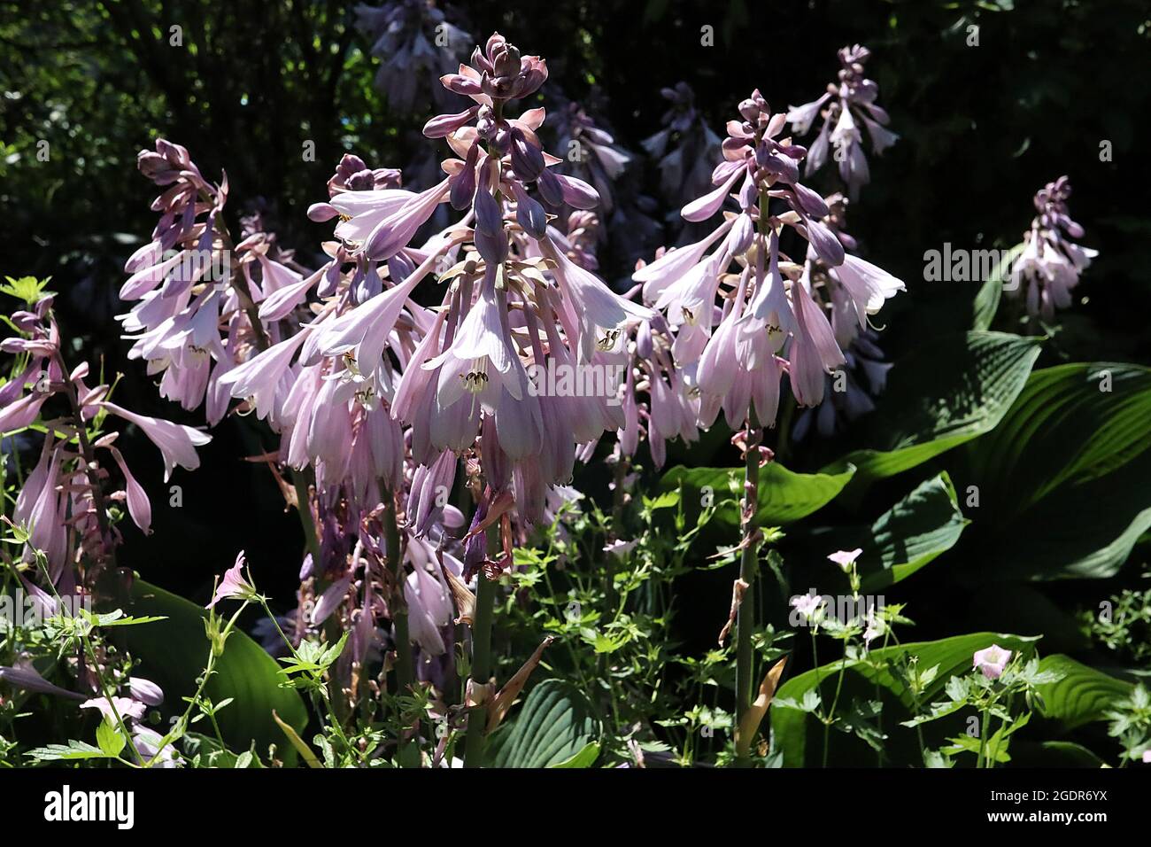 Hosta ‘Nakaimo’ Lavendelblüten Plantain Lily Nakaimo - dichte Ansammlung von Lavendelblüten und großen holprigen dunkelgrünen Blättern, Juli, England, Großbritannien Stockfoto