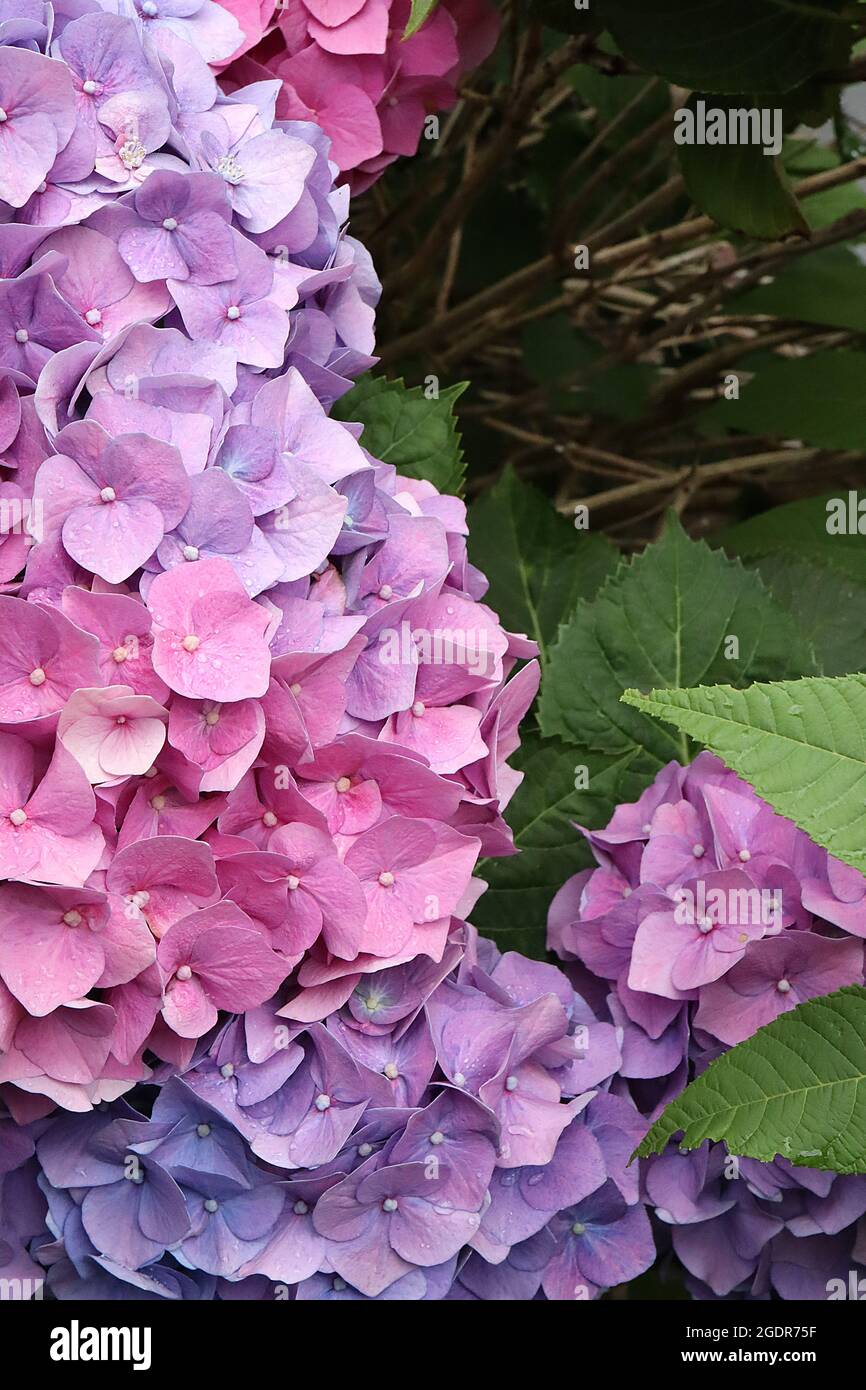 Hortensia macrophylla ‘Pink Dream’ Hortensia Pink Dream – Rosa und blaue Farbtöne, cremefarbener Knopf, Juli, England, Großbritannien Stockfoto