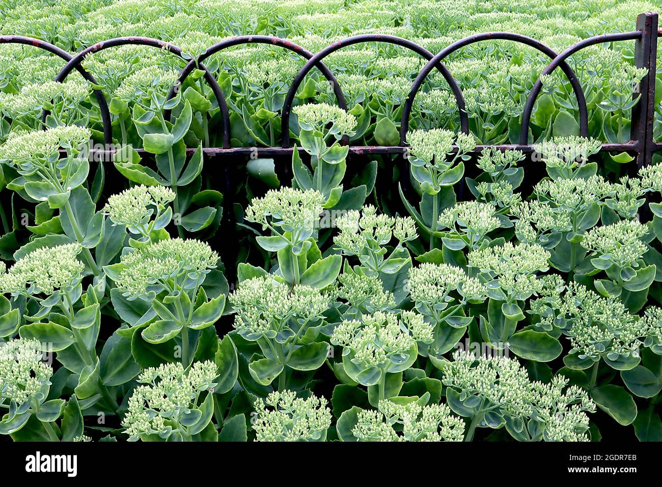 Hylotephium / Sedum ‘Iceberg’ flache Cluster von winzigen blassgrünen Blütenknospen auf fleischigen graugrünen Blättern, Juli, England, Großbritannien Stockfoto