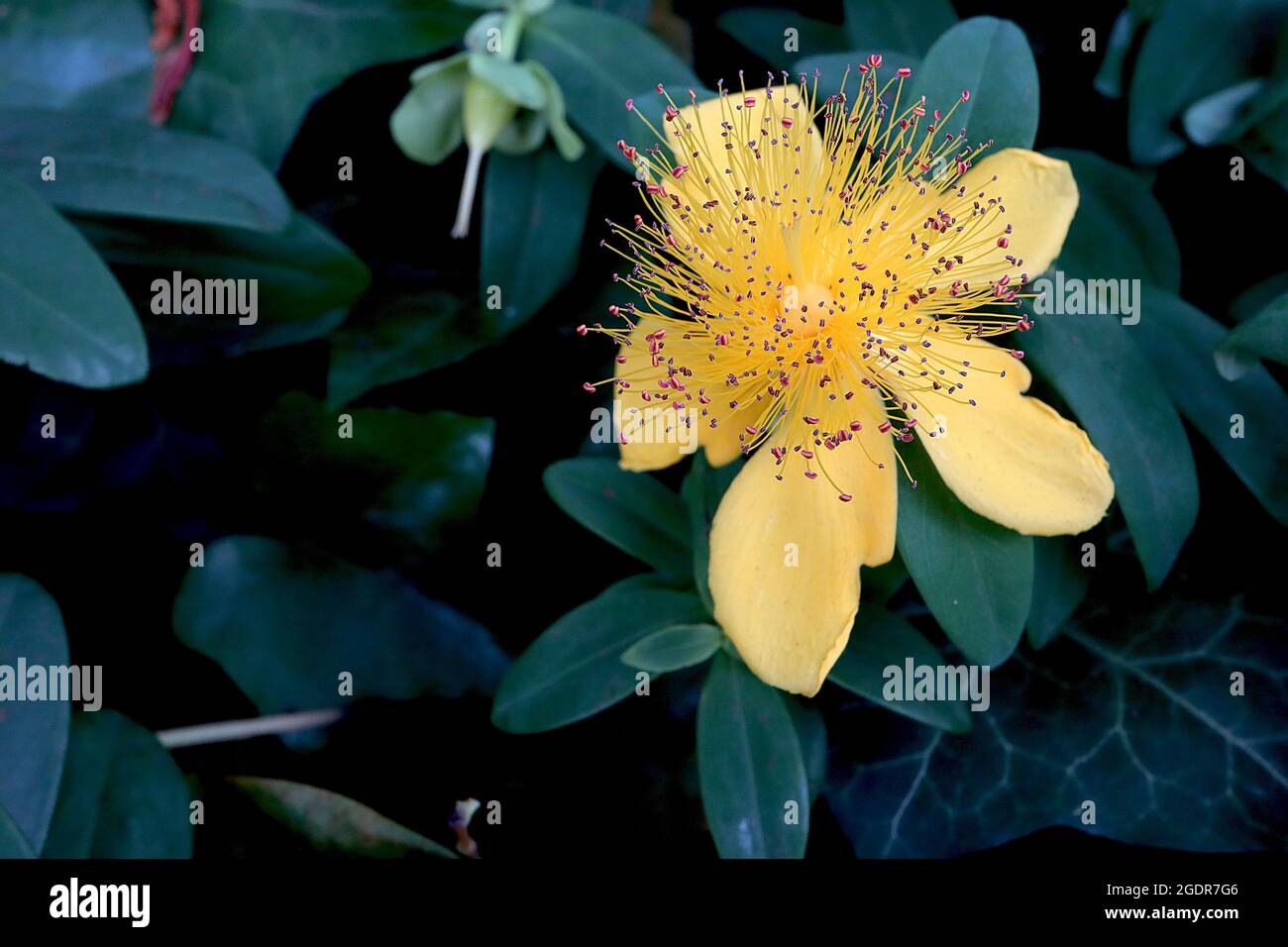 Hypericum calycinum Creeping St. John’s Wort – goldgelbe Blüten mit mehreren Staubgefäßen und sehr dunkelgrünen Blättern, Juli, England, Großbritannien Stockfoto