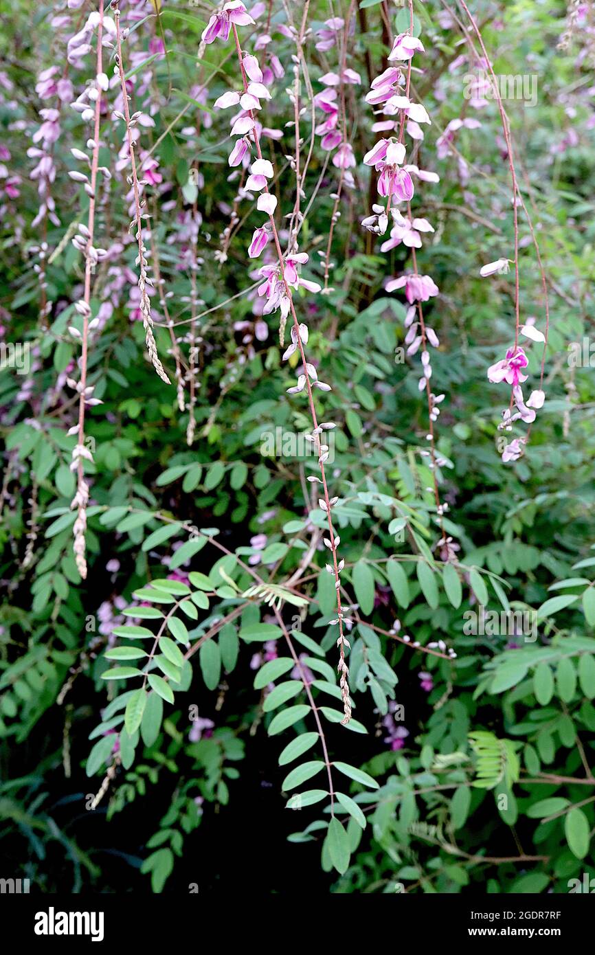 Indigofera pendula weinende Indigo – hängende Trauben erbsenähnlicher, tiefrosa und weißer Blüten, grüne Schattierungen von gefiederten Blättern, Juli, England, Großbritannien Stockfoto