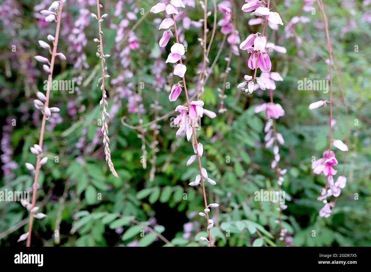 Indigofera pendula weinende Indigo – hängende Trauben erbsenähnlicher, tiefrosa und weißer Blüten, grüne Schattierungen von gefiederten Blättern, Juli, England, Großbritannien Stockfoto