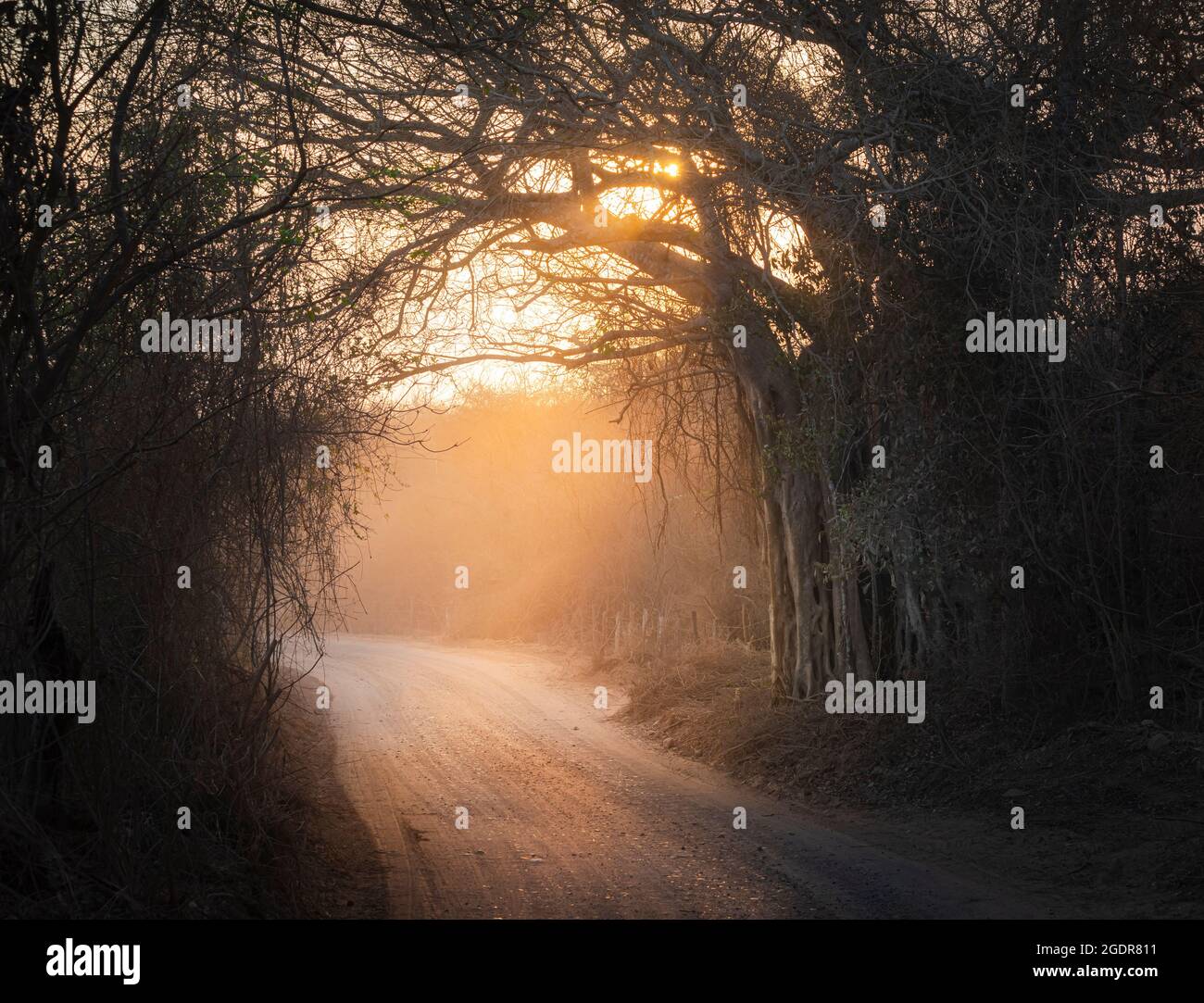 Auf einer Landstraße in der Nähe von Morelos, Jalisco, Mexiko, dringt am frühen Morgen Sonnenlicht durch Bäume. Stockfoto