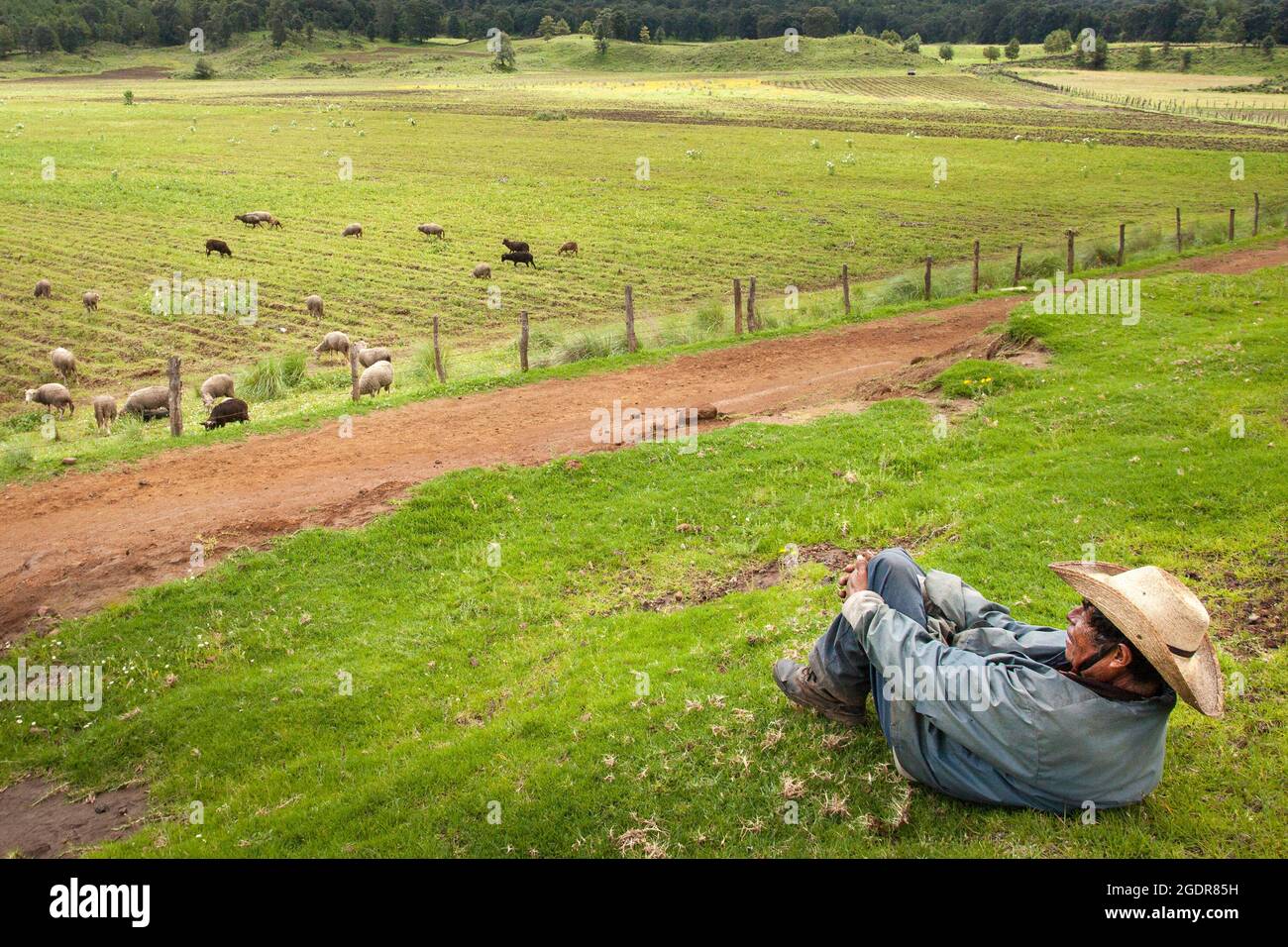 Ein Farmer aus Purepecha wacht über seine Schafe in der Nähe von Cocucho, Michoacan, Mexiko. Stockfoto