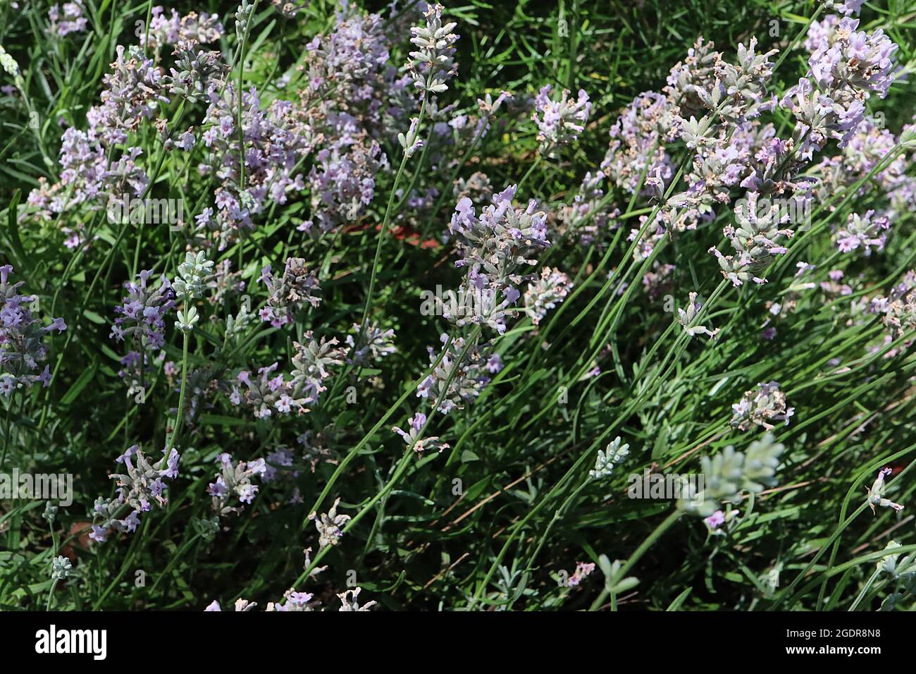 Lavandula angustifolia ‘Rosea’ rosa englischer Lavendel – dichte Spitzen duftender winziger violett-rosa Blüten, Juli, England, Großbritannien Stockfoto