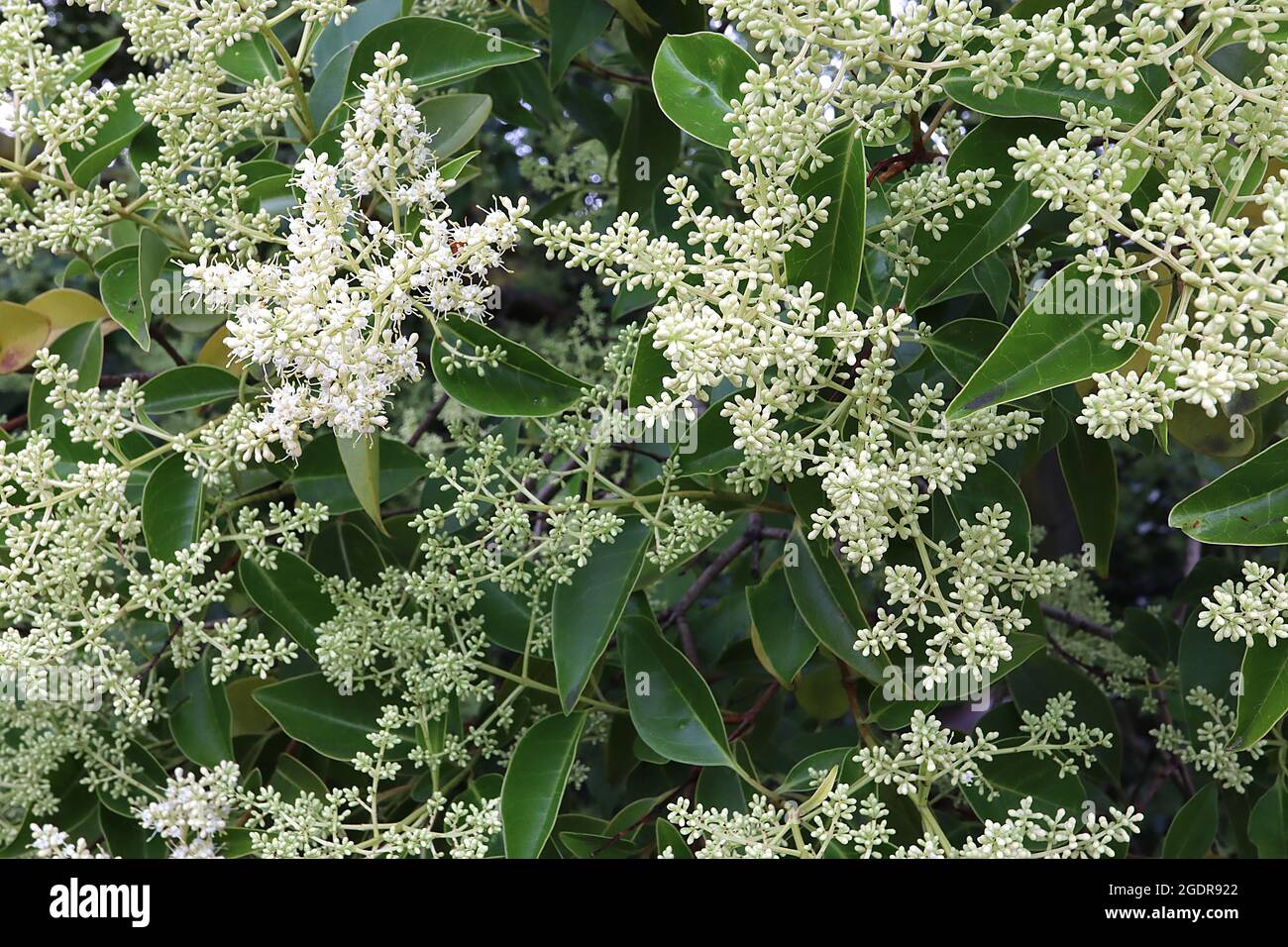 Ligustrum lucidum glossy / Chinese privet – große Rispen mit winzigen weißen Blüten und glänzenden, lanzenförmigen Blättern, Juli, England, Großbritannien Stockfoto