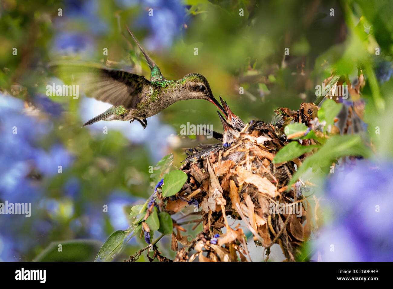 Ein Breitschnabelhummvögel füttert seine Küken im Flug. Stockfoto