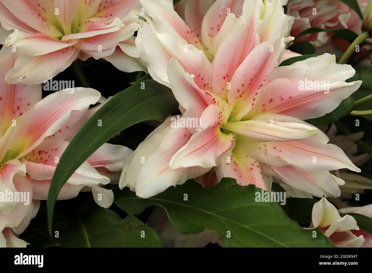 Lilium ‘Natalia’ Orientalische Lilie Natalia – duftende, doppelte weiße Blüten mit mittelrosafarbener Wäsche und roten Flecken, pollenfrei, Juli, England, Großbritannien Stockfoto