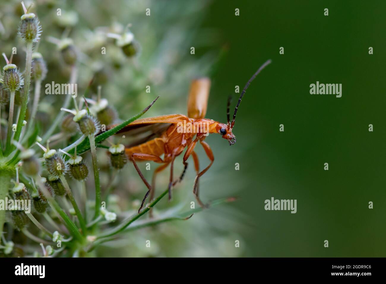 Ein gewöhnlicher roter Soldatenkäfer ist bereit zum Abheben Stockfoto