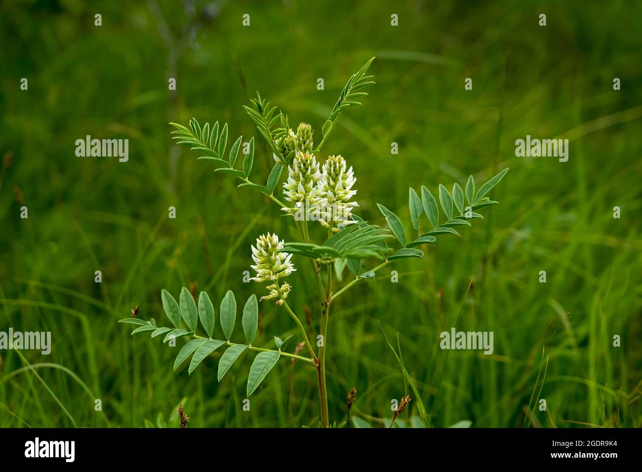 Amerikanische Lakritze blüht in der Tall Grass-Wiese in der Nähe von Tolstoi, Manitoba, Kanada. Stockfoto