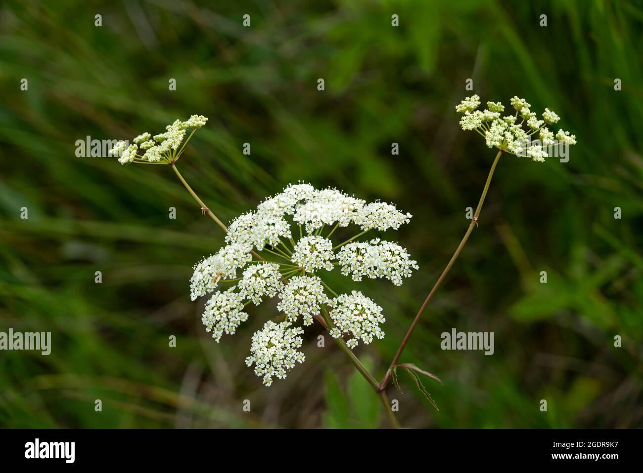 Die Blume des Spotted Water Hemlock in der Tall Grass-Wiese in der Nähe von Tolstoi, Manitoba, Kanada. Stockfoto