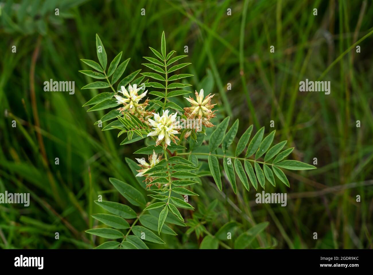 Amerikanische Lakritze blüht in der Tall Grass-Wiese in der Nähe von Tolstoi, Manitoba, Kanada. Stockfoto