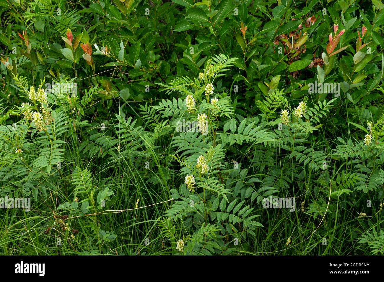 Amerikanische Lakritze blüht in der Tall Grass-Wiese in der Nähe von Tolstoi, Manitoba, Kanada. Stockfoto