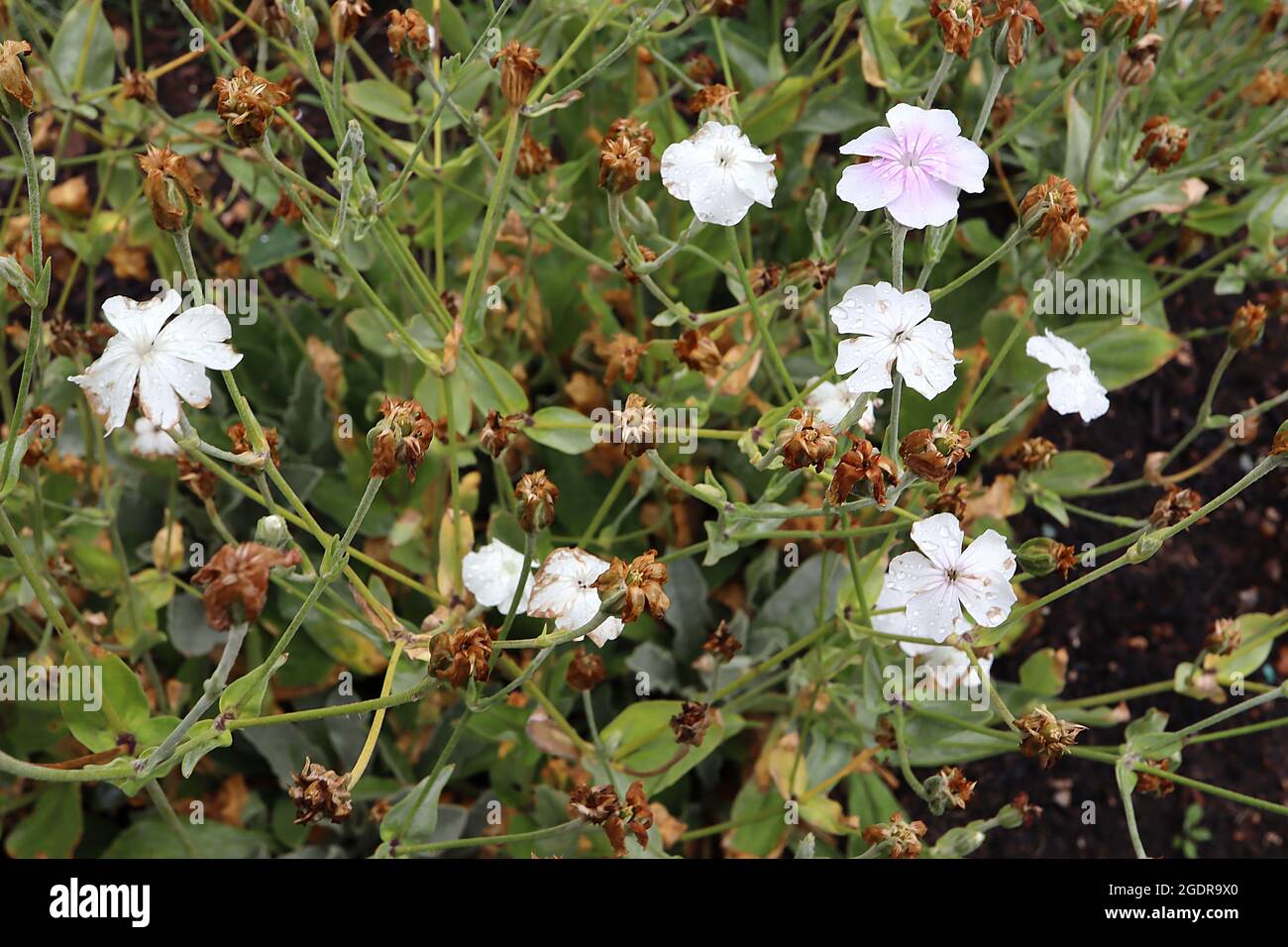 Lychnis / Silene coronaria ‘oculata’ Rose campion oculata – weiße Blüten mit rosa Waschung und dunkelrosa Adern, Juli, England, Großbritannien Stockfoto