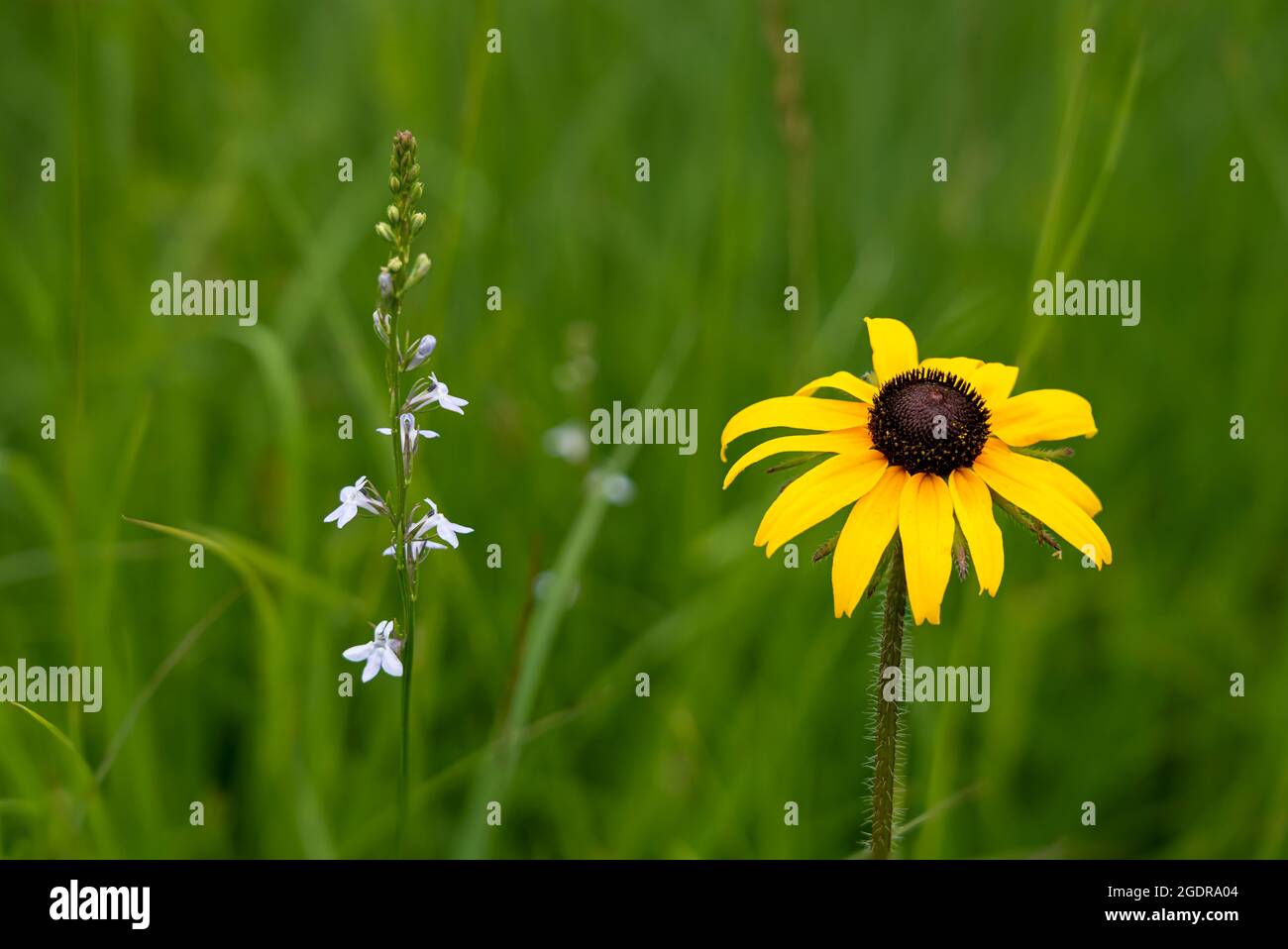 Die Wildblumen von susan und Palespike Lobelia mit schwarzen Augen befinden sich in der Tall Grass-Wiese in der Nähe von Tolstoi, Manitoba, Kanada. Stockfoto