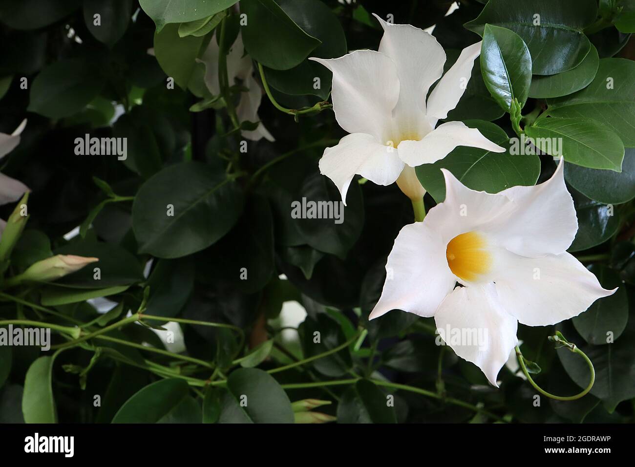 Trichterfrmige blumen wei -Fotos und -Bildmaterial in hoher Auflsung   Alamy