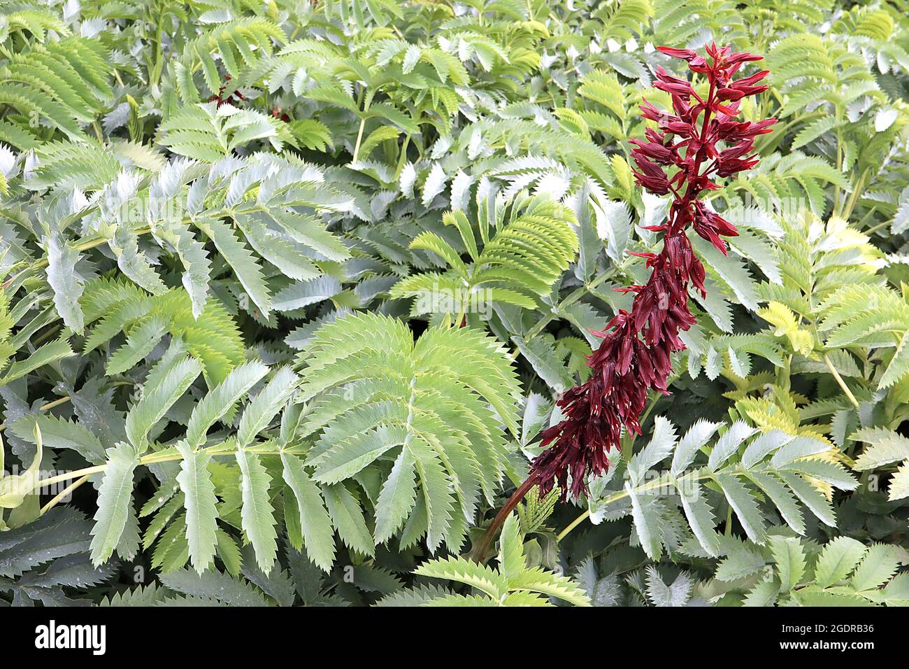 Melianthus major riesige Honigblume – hohe Blütenspitze aus röhrenförmigen kastanienbraunen Blüten und riesigen graugrünen gezackten Blättern, Juli, England, Großbritannien Stockfoto