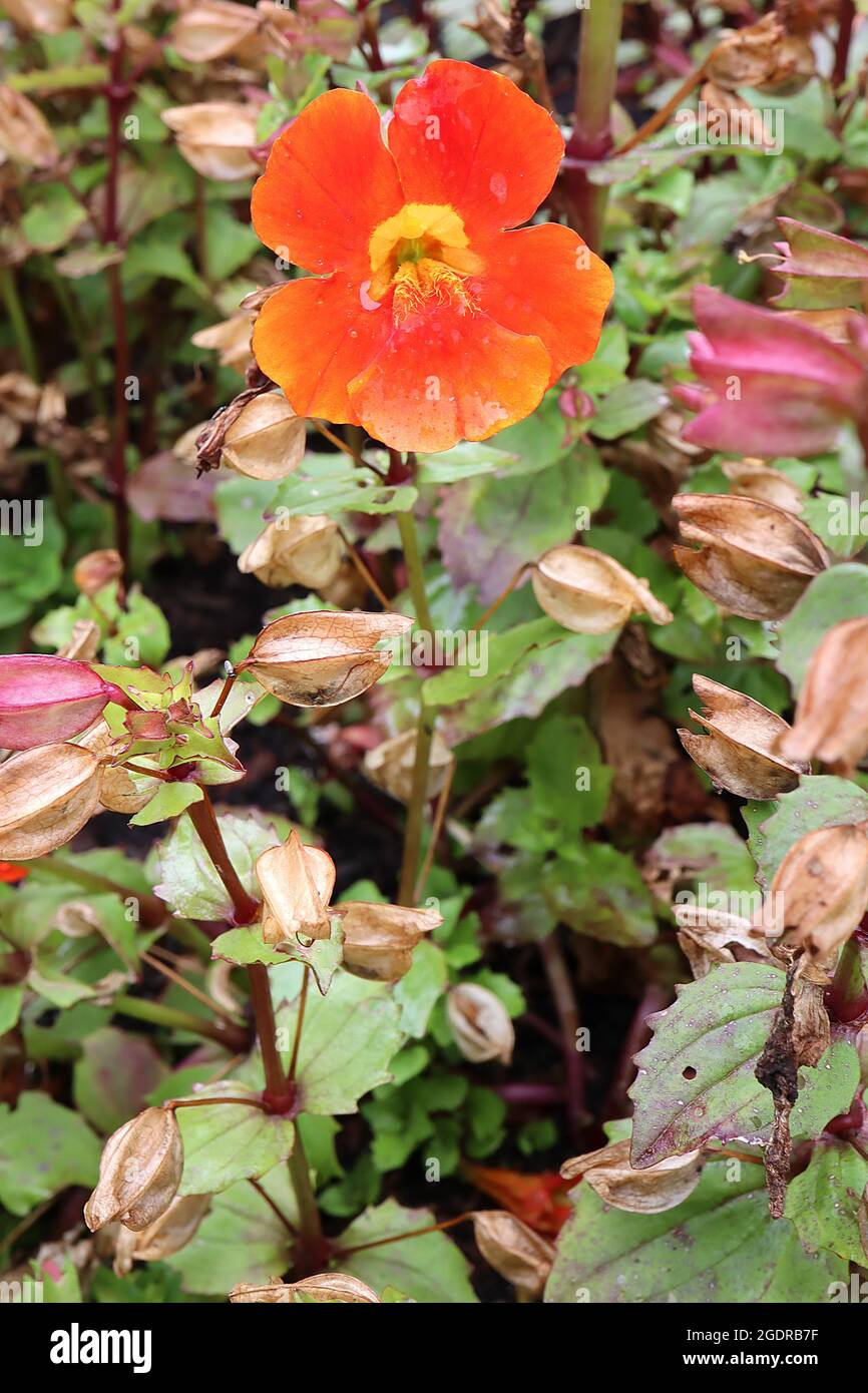 Mimulus luteus ‘Magic Mixed’ Affenblume / Moschus – tieforange trichterförmige Blüten mit gelber Kehle, Juli, England, UK Stockfoto