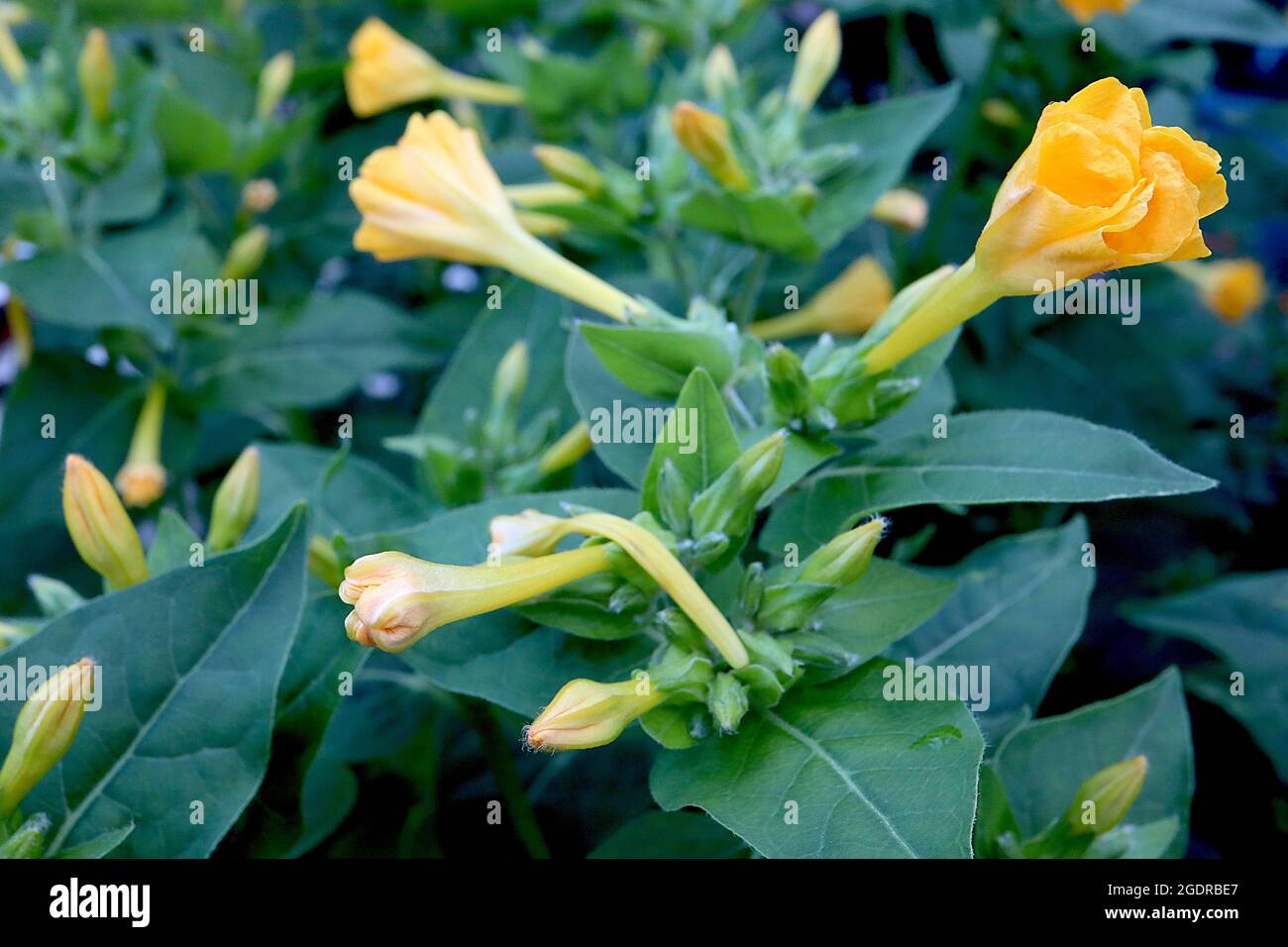 Mirabilis jalapa yellow Marvel of Peru – stark duftende trichterförmige Blüten mit gerafften Blütenblättern, Juli, England, Großbritannien Stockfoto