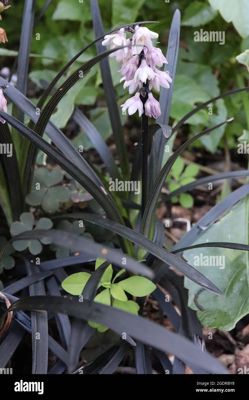 Ophiogon planiscapus nigrescens Fotos und Bildmaterial in hoher