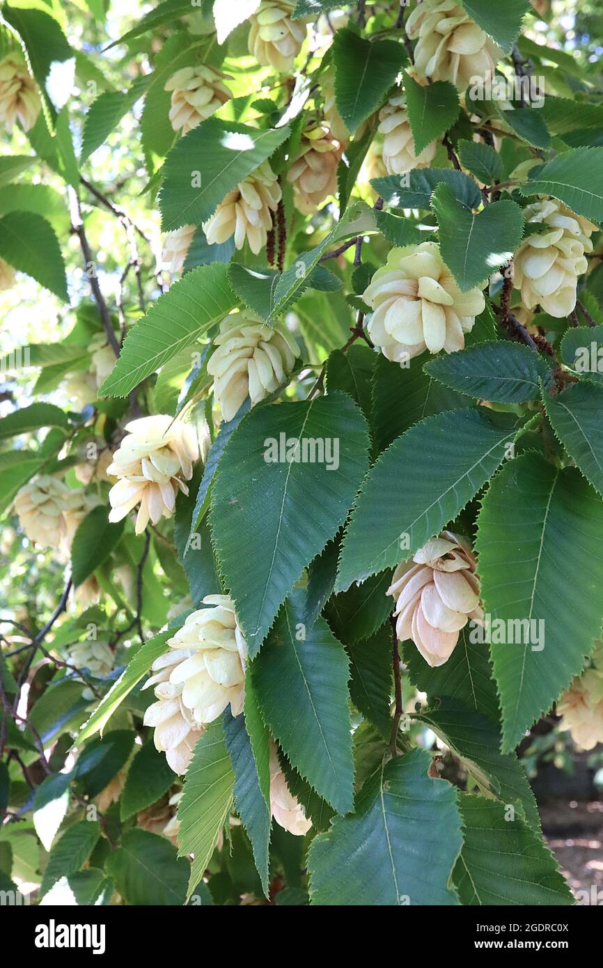 Ostrya virginiana ‘Ironwood’ American hophornbeam – geclusterte überlappende eiförmige cremefarbene Blüten und eiförmige akute Blätter, Juli, England, Großbritannien Stockfoto