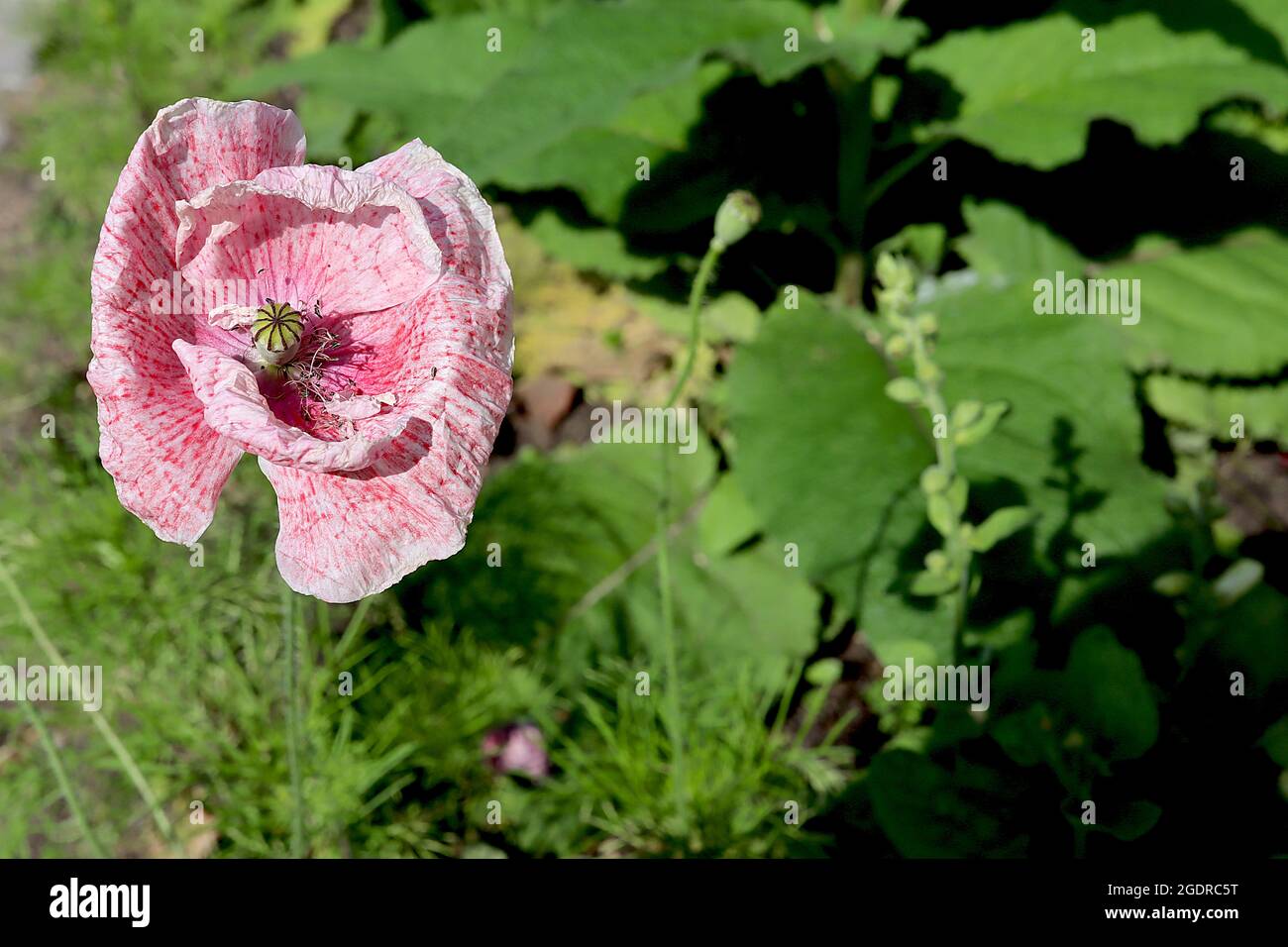 Papaver Rhoeas Shirley Double Mixed Maismohn ‘Shirley Double Mixed’ – melierte, rot-rosa und weiße Blüten mit gerillten Blütenblättern, Juli, England, Großbritannien Stockfoto