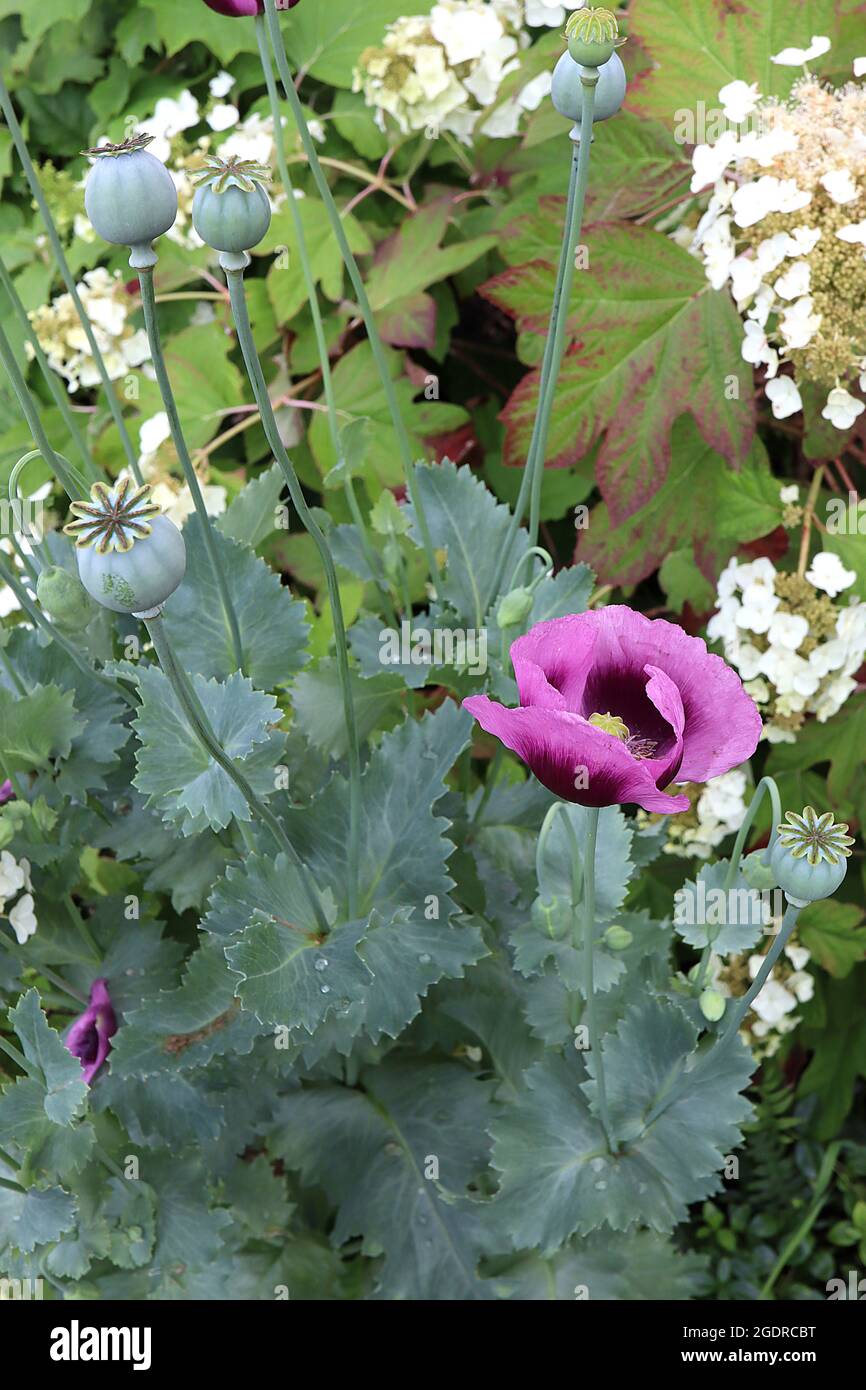 Papaver somniferum ‘Single Lilac’ Opiummohn Single Lilac – violette Blüten mit dunkelvioletten Markierungen und graugrünen Blättern, Juli, England, Großbritannien Stockfoto