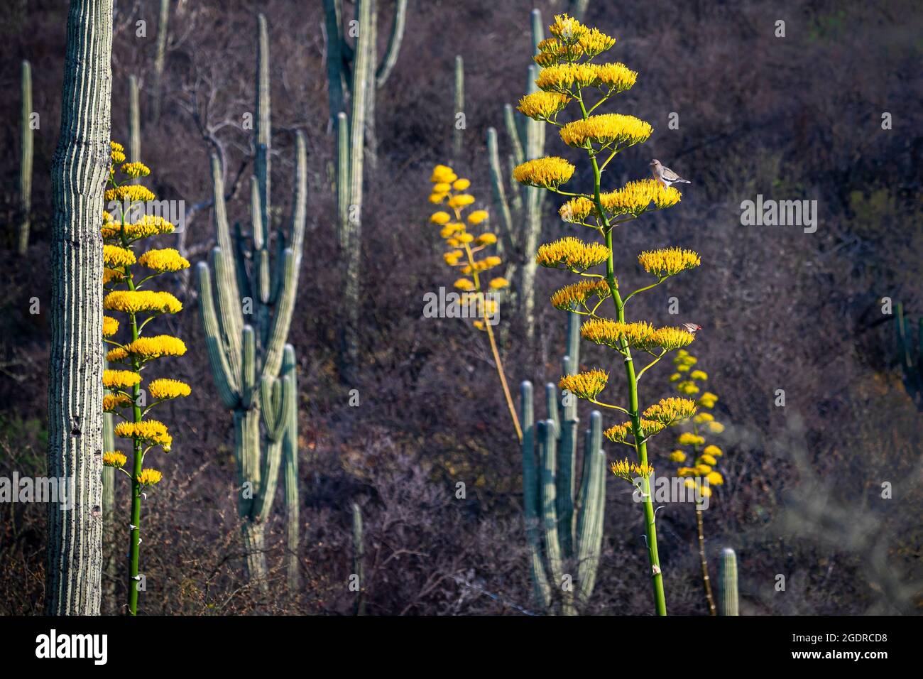 Eine Taube mit weißen Flügeln und Wüstenkardinal auf einer blühenden Century Plant im Tehuacan-Cuicatlan Reserve, Puebla, Mexiko Stockfoto