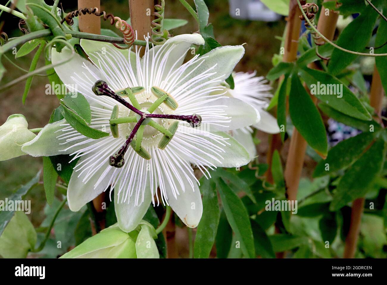 Passiflora ‘Schneekönigin’ Passionsblume Schneekönigin - sehr hellgrüne Kelchblätter, weiße Radialfäden, grüne Staubgefäße, lila Narben, Juli, England, Großbritannien Stockfoto