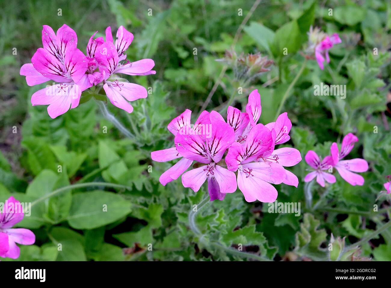 Pelargonium capitatum ‘Pink Capitatum’ Rose-duftende Geranie Pink Capitatum - tiefrosa Blüten mit weißem Zentrum und violetten Markierungen, rosa duftend Stockfoto