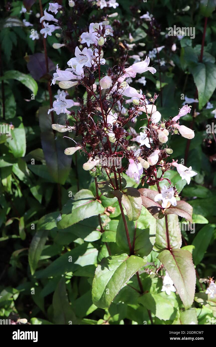Penstemon Digitalis Stockfotos Und Bilder Kaufen Alamy