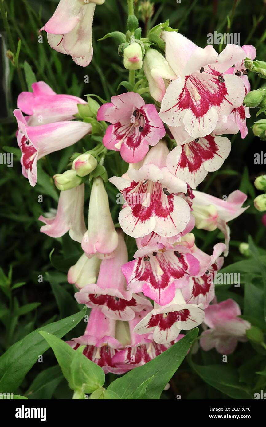 Penstemon ‘MacPenny’s Pink’ Bartzunge MacPenny’s Pink - aufrechte Rispen aus glockenförmigen rosa und weißen Blüten, weißer Hals mit karmesinroten Markierungen, Stockfoto