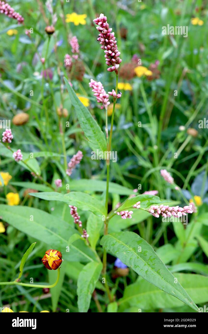 Persicaria affinis ‘Donald Lowndes’ kleiner Knospen Donald Lowndes – kleine blassrosa Blütentrauben an kurzen Stielen, große ovale Blattklumpen, Juli, Großbritannien Stockfoto