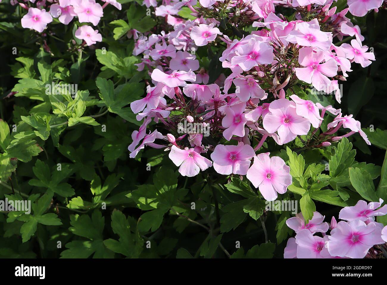 Phlox paniculata ‘Bright Eyes’ Perennial Phlox helle Augen – blasse rosa Blüten mit tiefrosa Zentrum, Blütenknospen, Juli, England, Großbritannien Stockfoto