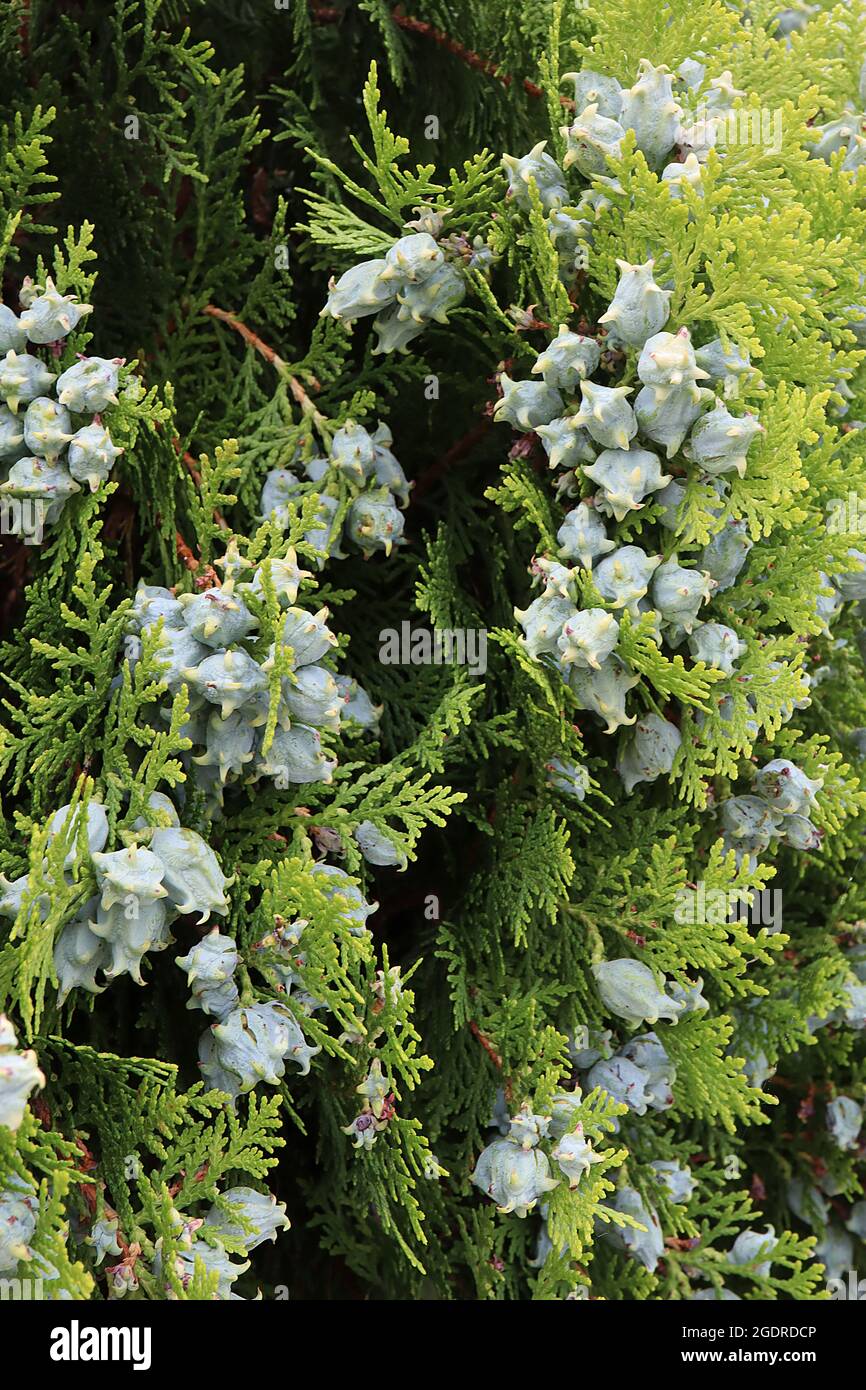Platycadus orientalis Oriental thuja – eiskegelförmige, ovale Zapfen mit Cremehaken und flachen, senkrechten Sprays kalkähnlicher Blätter, Juli, England, Großbritannien Stockfoto