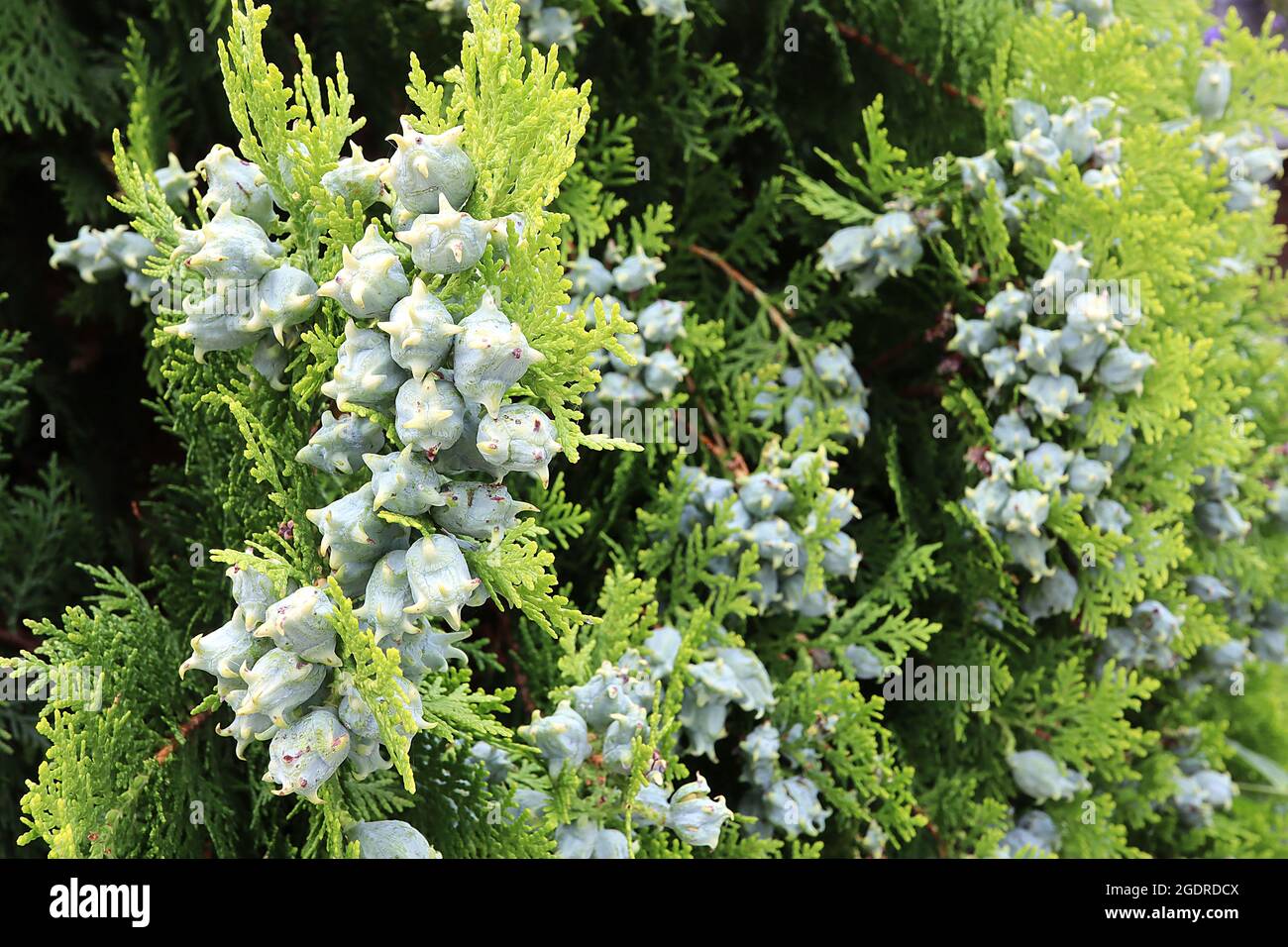 Platycadus orientalis Oriental thuja – eiskegelförmige, ovale Zapfen mit Cremehaken und flachen, senkrechten Sprays kalkähnlicher Blätter, Juli, England, Großbritannien Stockfoto