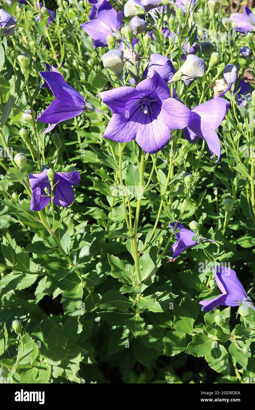 Platycodon grandiflorus ‘Apoyama’ Chinesische Ballonblume Apoyama – offene glockenförmige, violett-blaue Blüten mit violetten Adern, Juli, England, Großbritannien Stockfoto