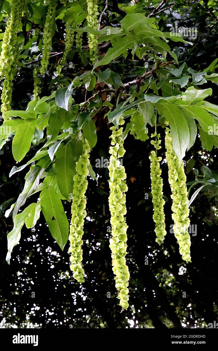 Pterocarya fraxinifolia kaukasische Flügelnuss – hängende Trauben von flachen hellgrünen Samenkapseln, Juli, England, Großbritannien Stockfoto