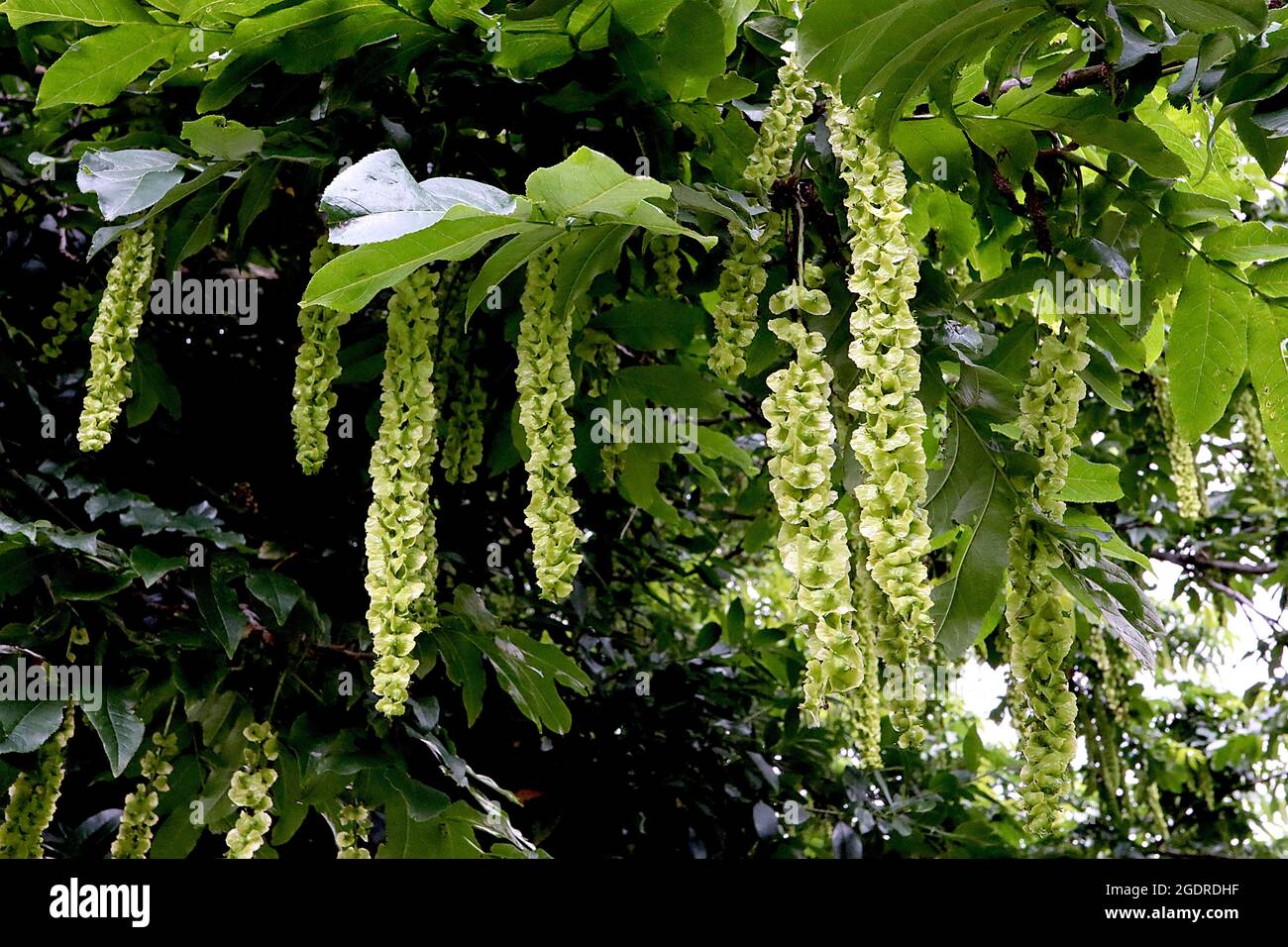 Pterocarya fraxinifolia kaukasische Flügelnuss – hängende Trauben von flachen hellgrünen Samenkapseln, Juli, England, Großbritannien Stockfoto