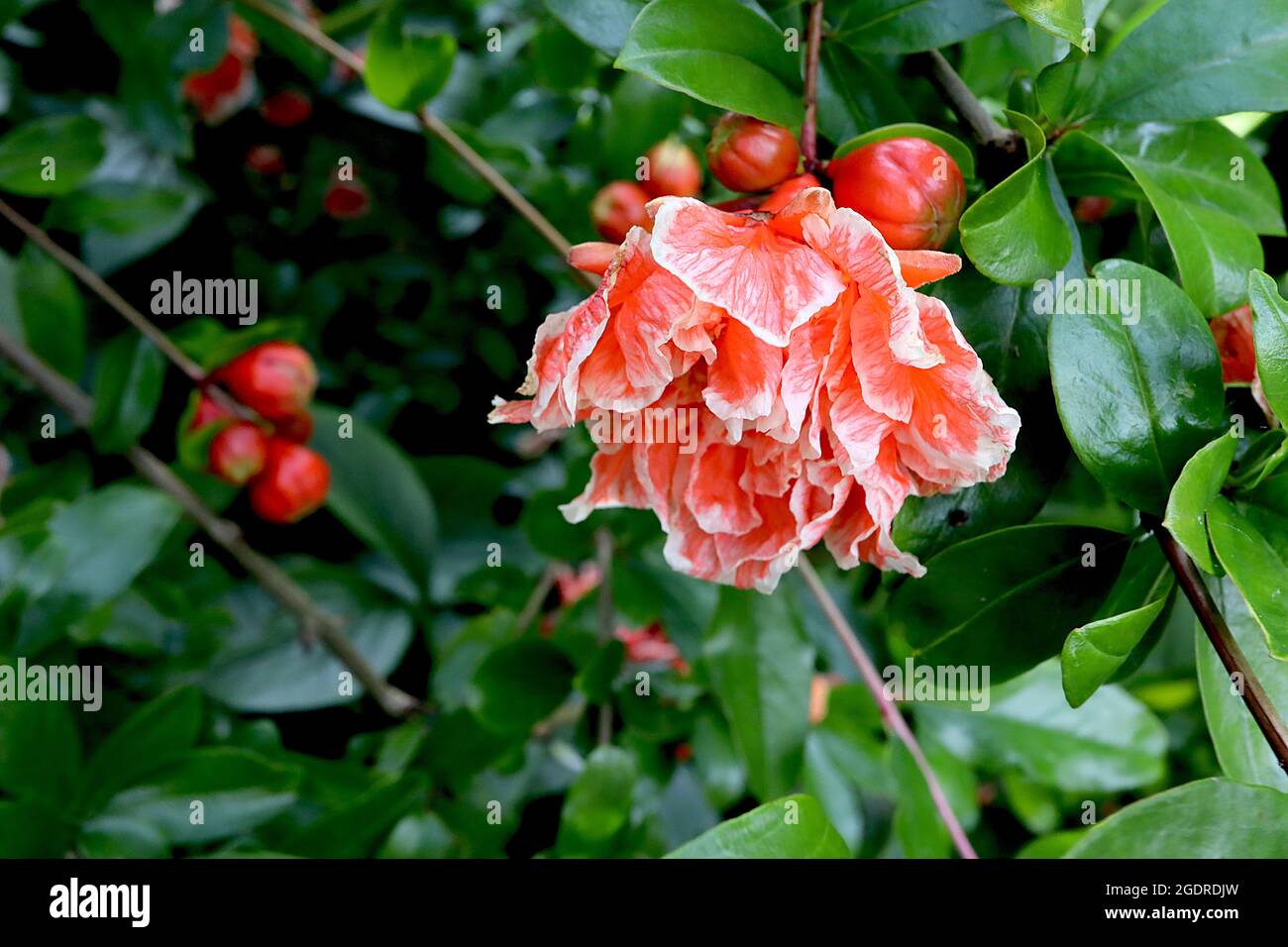 Punica granatum ‘Madame Legrelle’ Granatapfel Madame Legrelle - doppelte rote Blüten mit weißen Rändern und gekräuselten Blütenblättern, glänzende Blätter, Juli, Großbritannien Stockfoto