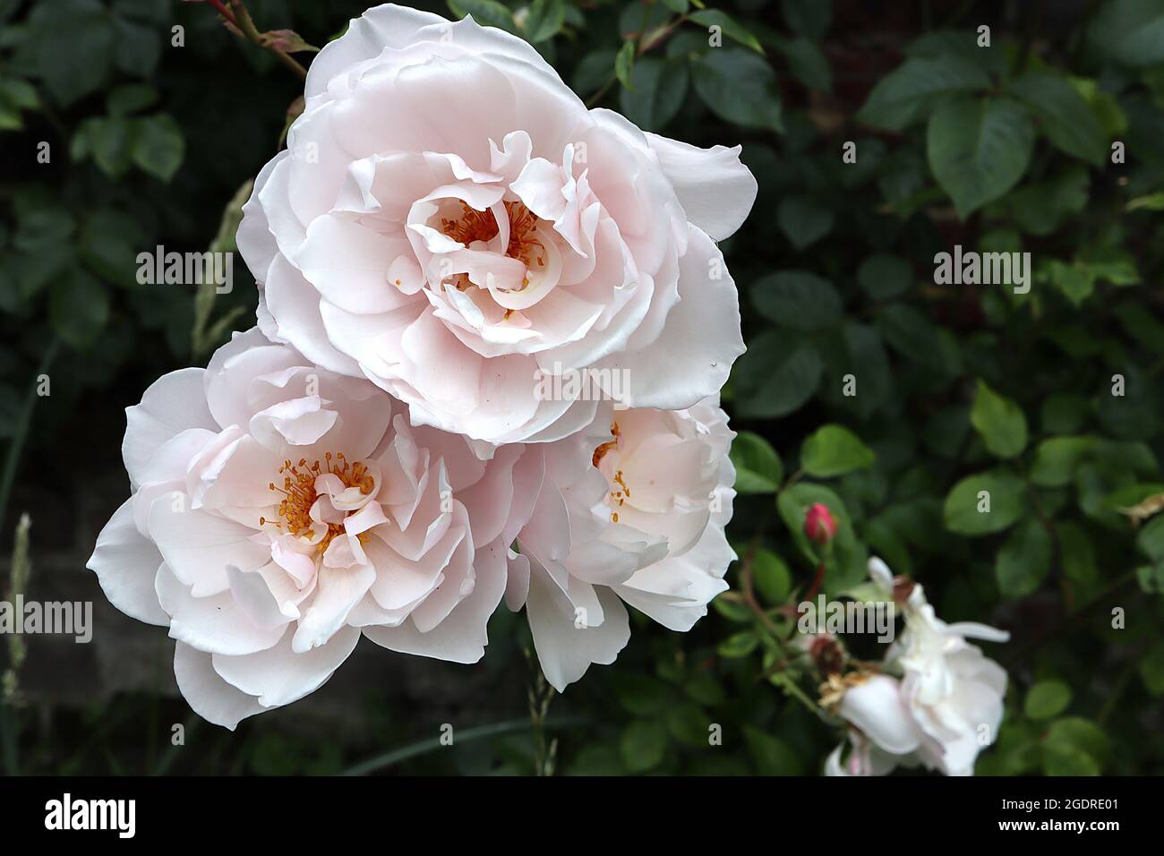 Rosa ‘the Generous Gardener’ (Kletterrose) stieg The Generous Gardener – kleine Gruppen von halbdoppelten weißen Blüten mit einem schwachen rosa Farbton, Juli, Großbritannien Stockfoto