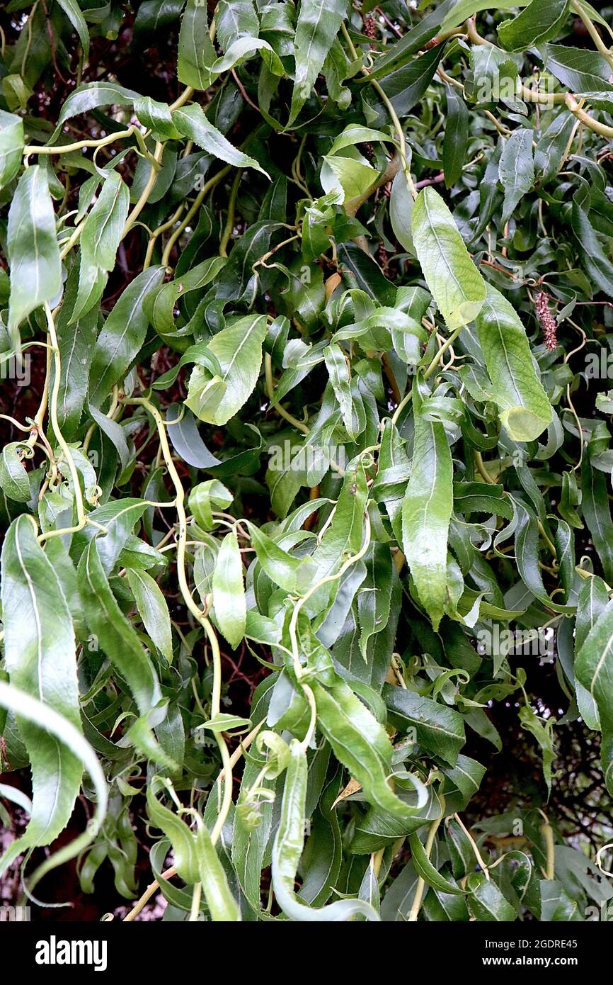 Salix matsudana ‘Tortuosa’ Drachenklauenweide – geschwungene, hellgrüne schmale Blätter auf hellgrünen Stielen, Juli, England, Großbritannien Stockfoto