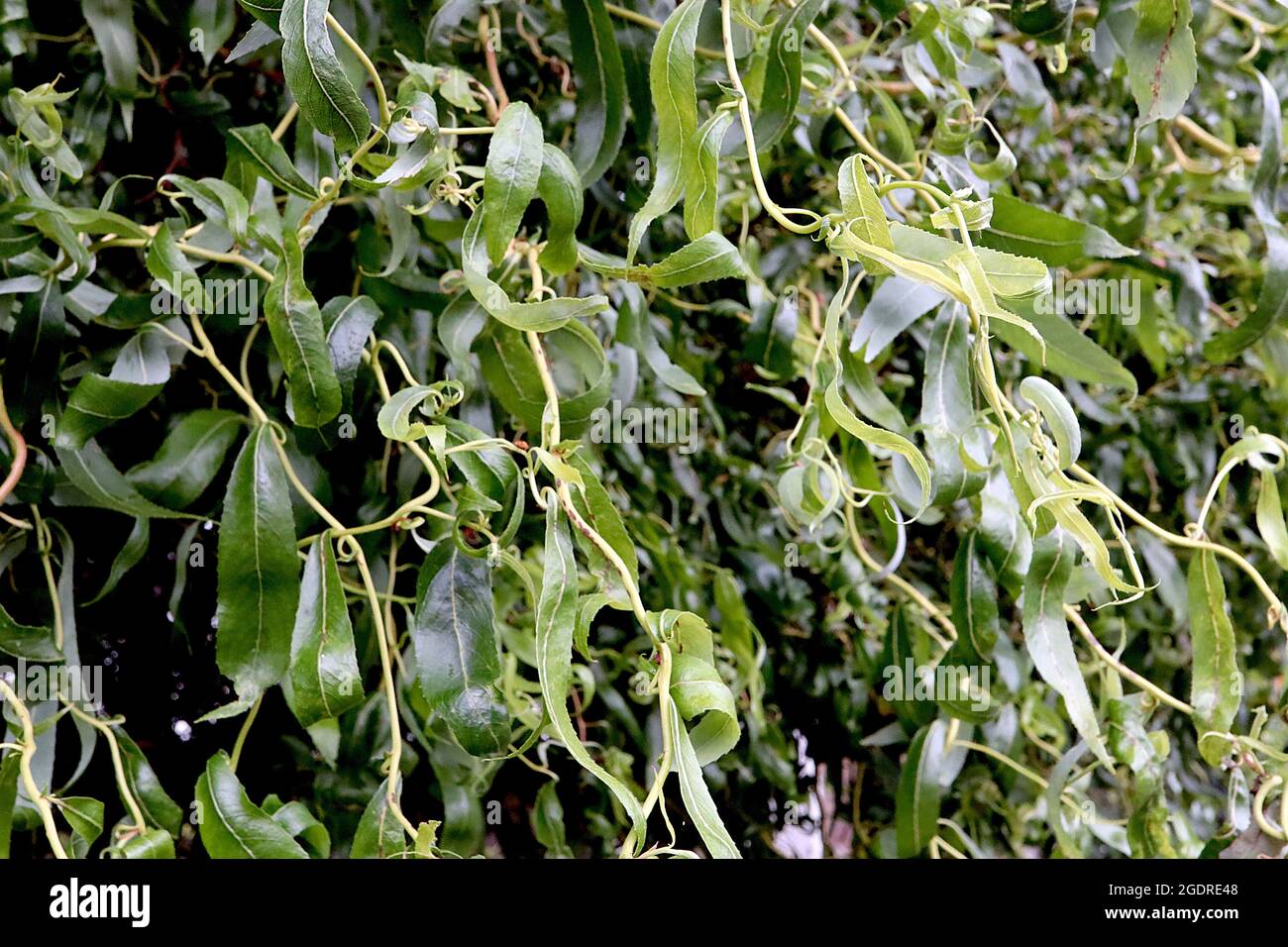 Salix matsudana ‘Tortuosa’ Drachenklauenweide – geschwungene, hellgrüne schmale Blätter auf hellgrünen Stielen, Juli, England, Großbritannien Stockfoto