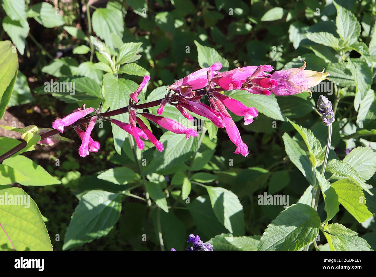 Salvia involucrata ‘Boutin’ Rosy-Blatt-Salbei – röhrenförmige, tiefviolette Blüten und salbeiartige Blätter, Juli, England, Großbritannien Stockfoto