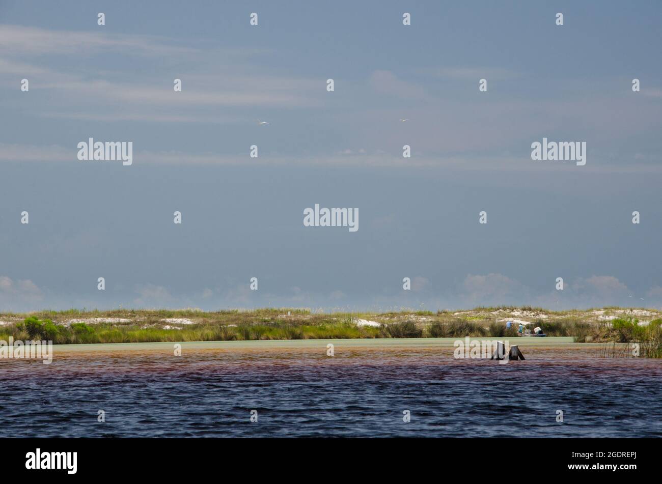 Der Punkt, an dem Salzwasser in einem küstennahen Dünensee auf Süßwasser trifft. Lake Powell, Camp Helen State Park, Florida, USA Stockfoto