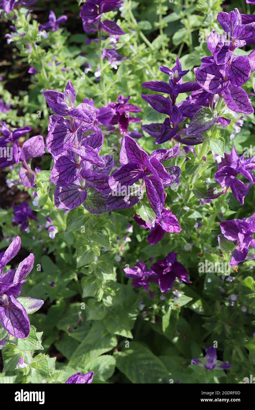 Salvia viridis var comata ‘Blauer Montag’ jährlicher Clary Blauer Montag – aufrechte Stängel purpurner Hochblätter mit tiefen violetten Adern, unterhalb des kleinen Eisstopfes mittelgrün Stockfoto