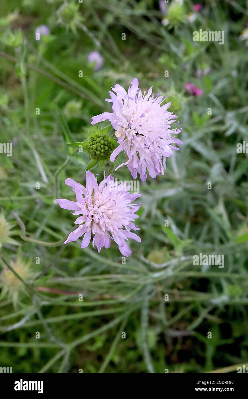 Scabiosa ‘Butterfly Blue’ Scabious Butterfly Blue – violette Nadelkissenblüten auf hohen Stielen, Juli, England, Großbritannien Stockfoto