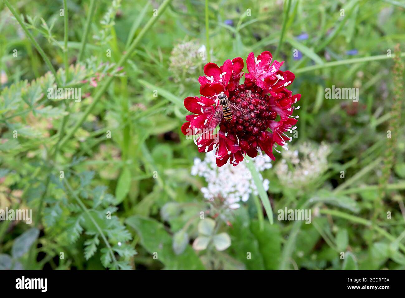 Scabiosa ‘Strawberry Scoop’ Scabious Strawberry Scoop – tiefrote Nadelkissenblüten mit weißen Anthern an kurzen Stielen, Juli, England, UK Stockfoto