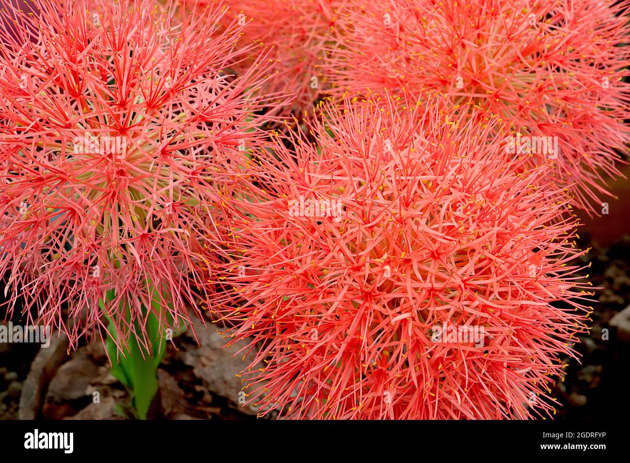 Scaxodus multiflorus Blood Lily – große kugelförmige Blütentrauben aus allium-ähnlichen Blüten mit sehr schmalen roten orangen Blütenblättern an sehr dicken Stielen, Juli, Großbritannien Stockfoto